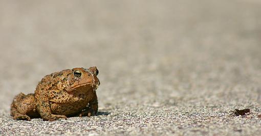 What's in YOUR driveway?-toadcricket.jpg