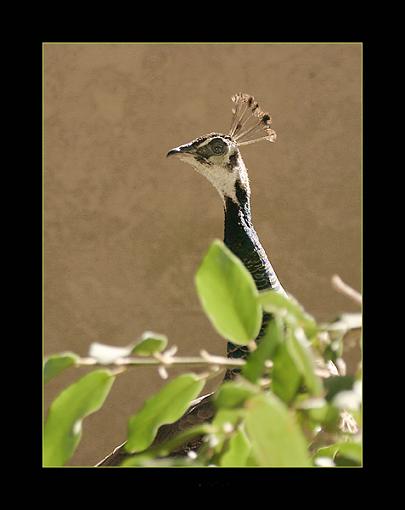 A couple from Friday-peacock1.jpg