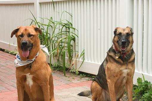 My brother's dogs-20090801-img_3678.jpg