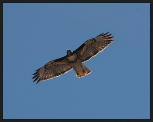 Paging paulnj-red-tail-sm2.jpg