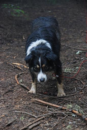 Sadie has a mostly good day!-dsc_0612_3706-resized.jpg