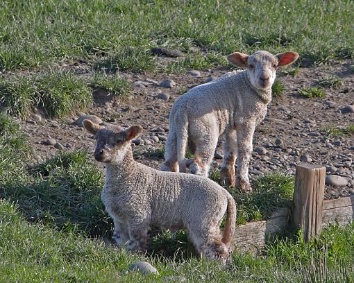 Ewes Two-lambs.jpg