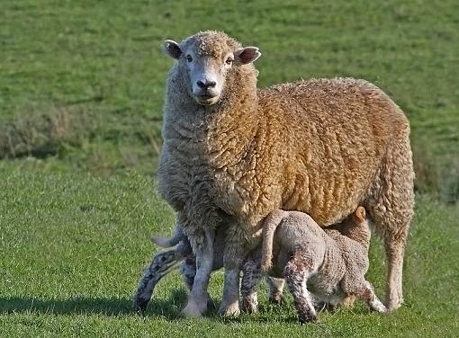 Ewes Two-ewes2.jpg