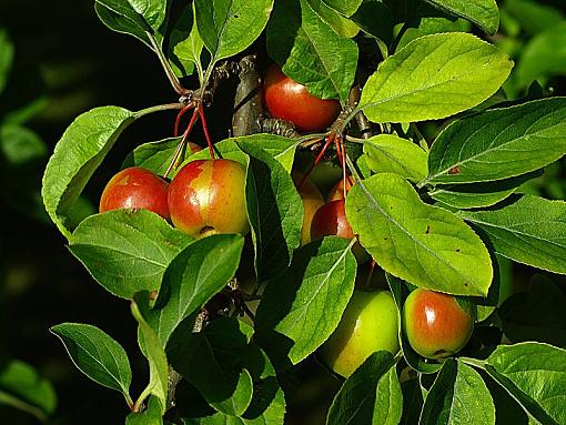 A few shots I took at work.-crab-apple.jpg