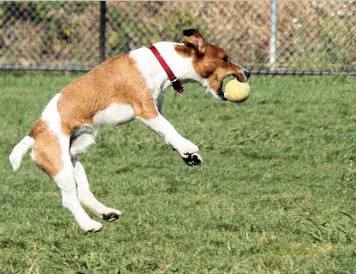 Frisbee Dog-dogpark2.jpg