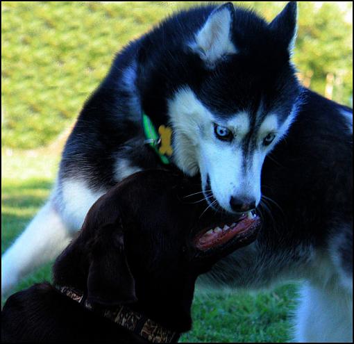 Frisbee Dog-tripodandgus.jpg