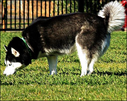 Frisbee Dog-tripod800jpeg.jpg