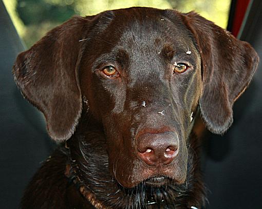 My Boy, Nine Months old and in the weeds-gus800jpeg.jpg