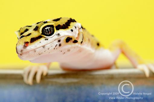 Macro Fun!-gecko.jpg