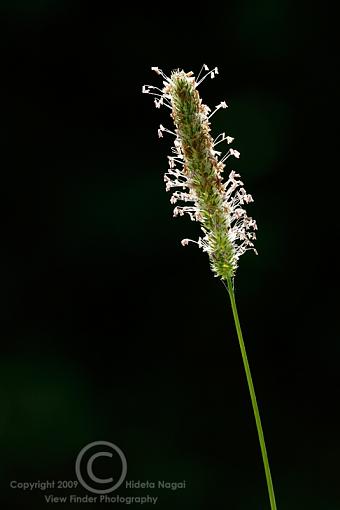 Macro Fun!-trails-b.jpg