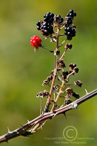 Macro Fun!-trails-c.jpg