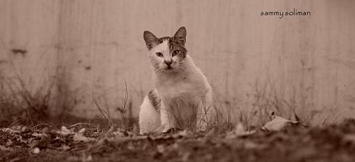 Wandering cat-dsc06847.jpg