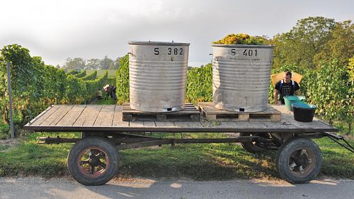 Education - Grape Picking-2-bins.jpg