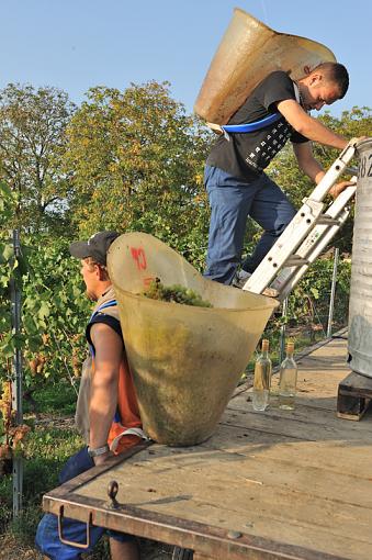 Education - Grape Picking-3-wait.jpg