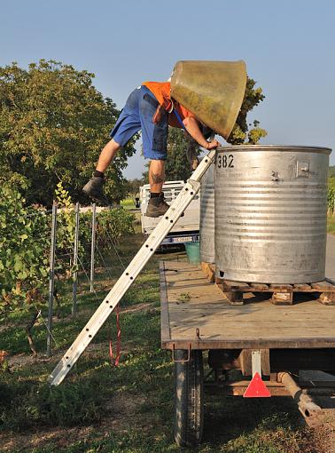 Education - Grape Picking-4-climb.jpg