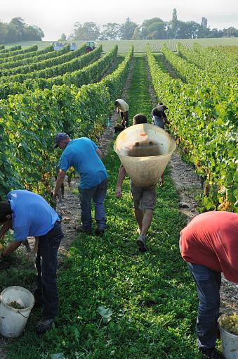 Education - Grape Picking-6-start-again.jpg