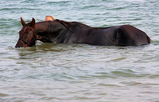 Bareback Rideing in a lake/ first time..-horse-4-.jpg