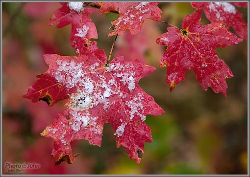 First Snow-_9301887.jpg