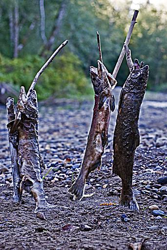 fishsticks for Jetrim and Grandpaw.-dsc_0910_3996.jpg