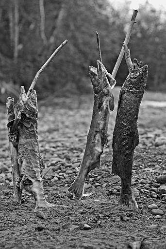 fishsticks for Jetrim and Grandpaw.-dsc_0910_3996-redone-bw.jpg