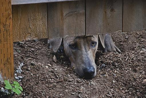 Sadie's fun and the neighbor's dismay!-dsc_0983_4021.jpg