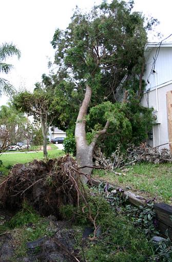 Storm Damage from Hurrinace Francis-frances4.jpg