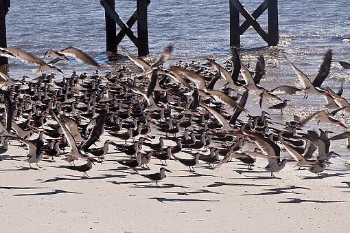 Beach was crowded yesturday-dsc_2488-copy.jpg-700.jpg