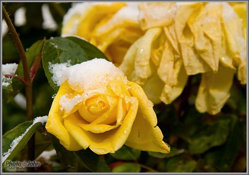 First Snow At PJHQ-_mg_1905.jpg