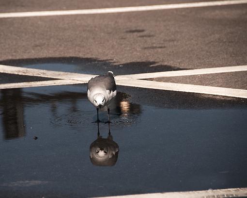 Doubled parked-_dsc2466.jpg