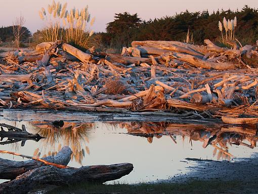 Prehistoric log jam-swamp.jpg