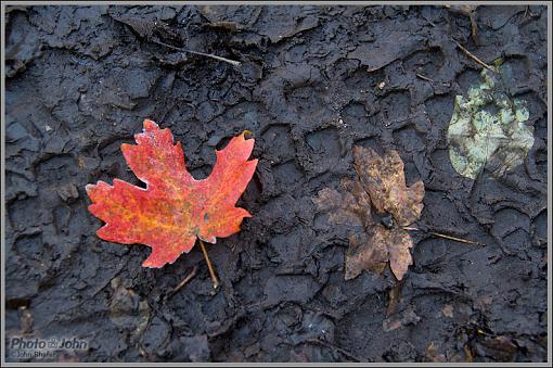 Fall Foliage Photo Gallery-_mg_1736.jpg