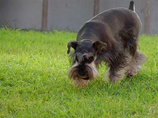 Fetch the ball ...-dsc_2265-medium-.jpg