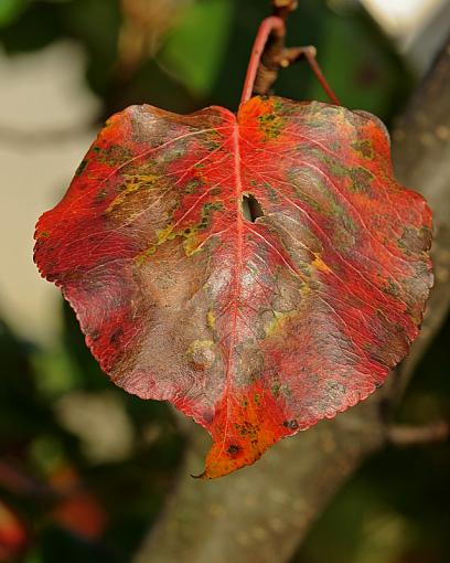 Fall Foliage Photo Gallery-dsc_6532-2-800.jpg