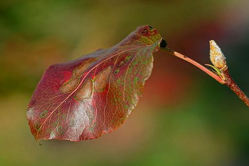 Fall Foliage Photo Gallery-dsc_6538-2-800.jpg