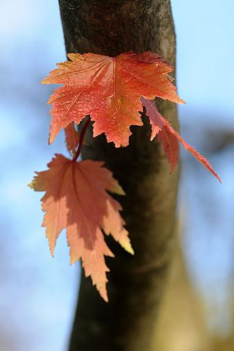 Fall Foliage Photo Gallery-dsc_6562-2-800.jpg