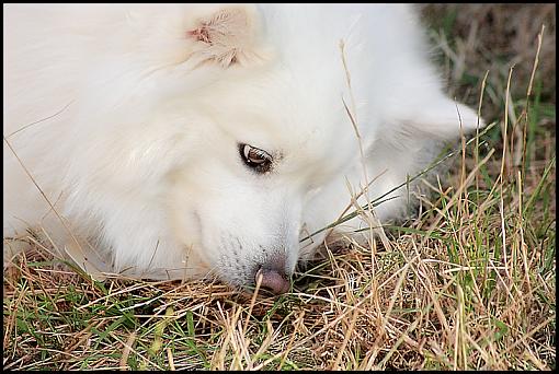 My Eskie with her winter coat-800-3-eskie.jpg