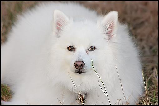 My Eskie with her winter coat-800-2-eskie.jpg