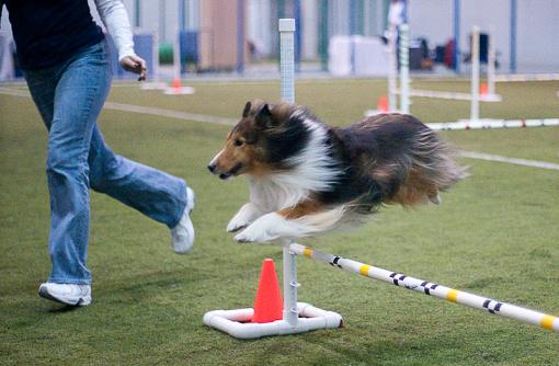 Race Agility...-dsc04921.jpg