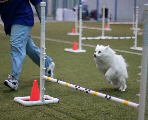 Race Agility...-dsc04930.jpg