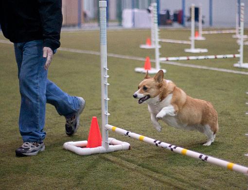 Race Agility...-dsc04942.jpg