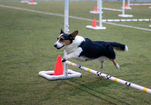 Race Agility...-dsc04960.jpg