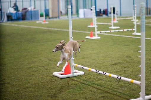 Race Agility...-dsc04947.jpg