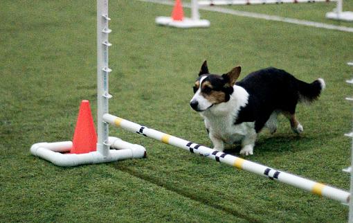 Race Agility...-dsc04959.jpg