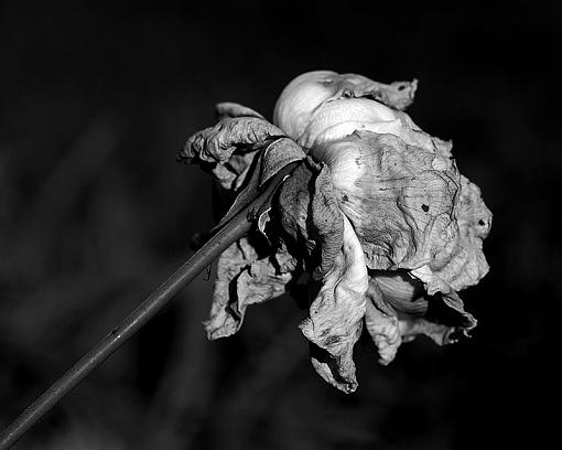 Weathered, Battered and Neglected-dsc_6566-2-bw-800.jpg