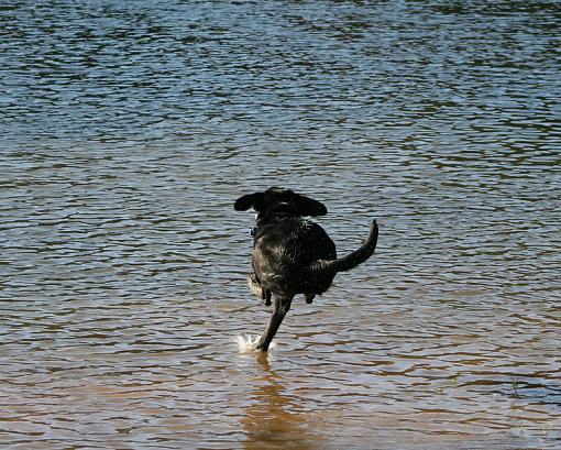 Dog spelled backwards??-walk-water.jpg