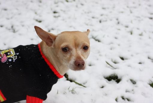 My Chihuahua first encounter with snow-snow.jpg