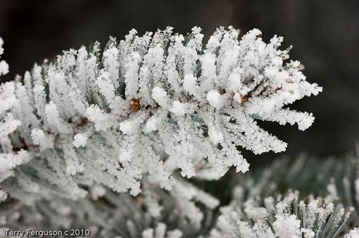 Woke up to freezing fog this morning..-dsc05351.jpg