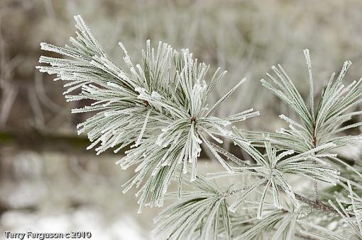 Woke up to freezing fog this morning..-dsc05356.jpg