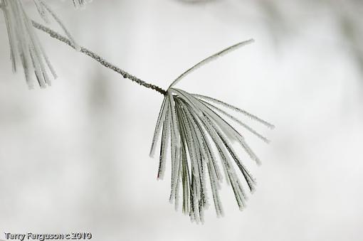 Woke up to freezing fog this morning..-dsc05364.jpg