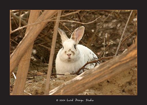 out of his element-bunny.jpg